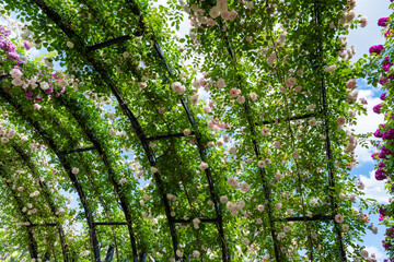 神奈川県横浜市　横浜イングリッシュガーデンのバラ