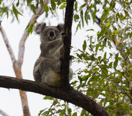 koala in tree