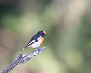  (Red-capped robin)on branch