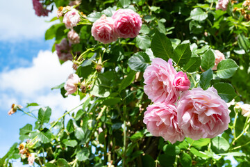 神奈川県横浜市　横浜イングリッシュガーデンのバラ