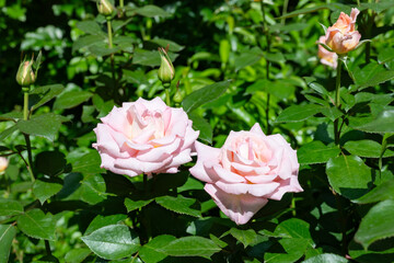 神奈川県横浜市　横浜イングリッシュガーデンのバラ