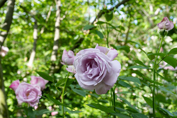 神奈川県横浜市　横浜イングリッシュガーデンのバラ