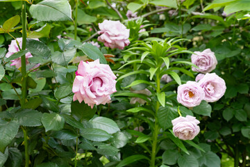 神奈川県横浜市　横浜イングリッシュガーデンのバラ