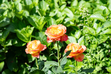 神奈川県横浜市　横浜イングリッシュガーデンのバラ