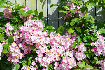 神奈川県横浜市　横浜イングリッシュガーデンのバラ