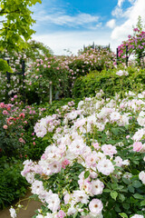 神奈川県横浜市　横浜イングリッシュガーデンのバラ