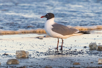 Laughing Gull standing on the beach with jellyfish washed up by the surf on Jekyll Island  Beach in Georgia.