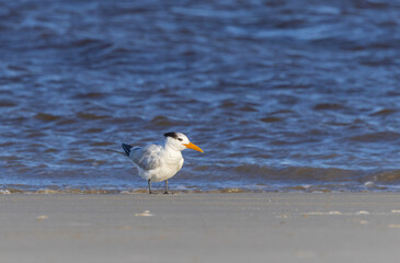 American Royal Terns on the beach on a windy day at Jekyll Beach Georgia.