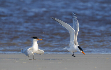 Royal Terns in flight along the coast in mating colony on Jekyll Island Beach in Georgia.