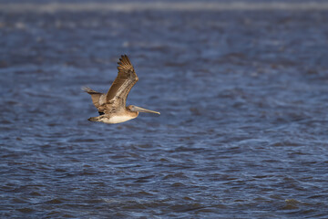 Brown Pelican flying over the ocean on Jekyll Island Georgia.