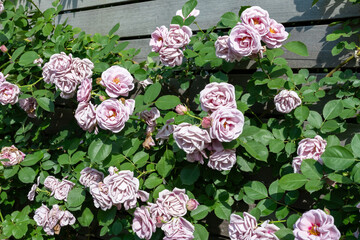 神奈川県横浜市　横浜イングリッシュガーデンのバラ
