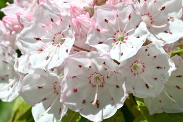 Calmia latifolia (Mountain laurel) flowers. Ericaceae evergreen shrub.Blooms pretty flowers in...