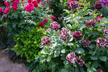 神奈川県横浜市　横浜イングリッシュガーデンのバラ