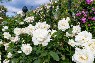 神奈川県横浜市　横浜イングリッシュガーデンのバラ