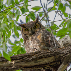 Great Horned Owl, Durango, Colorado