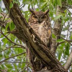 Great Horned Owl, Durango, Colorado