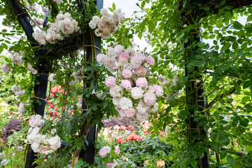 神奈川県横浜市　横浜イングリッシュガーデンのバラ