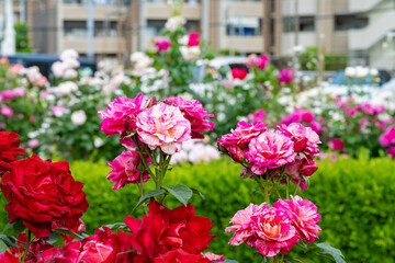 神奈川県横浜市　横浜イングリッシュガーデンのバラ
