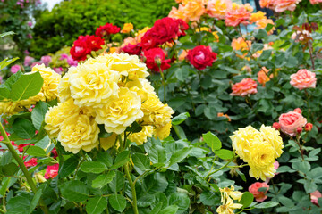 神奈川県横浜市　横浜イングリッシュガーデンのバラ