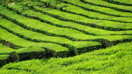 Tea plantation on the island of Sao Miguel, Azores.
