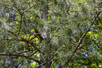 Full frame abstract texture background of an Austrian pine tree (pinus nigra) with long needles in sunlight. Also known as a black pine.