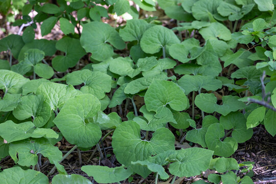 Abstract textured background of Canadian wild ginger (asarum canadense), a woodland perennial plant growing under dappled sunlight