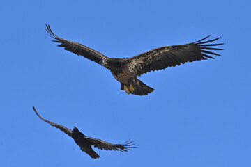 A common raven chases and harasses a juvenile bald eagle in the skies over Alaska.