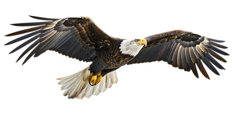 Bald eagle flying swoop attack hand draw and paint color,Bald eagle landing on white background.
