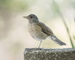 Turdus leucomelas