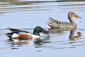 A pair of Northern Shovelers (Spatula clypeata) foraging on Reflections Lake, Alaska, during their...