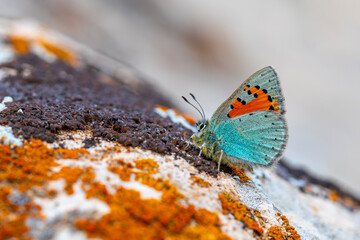 Tiny blue butterfly on lichen rock, Romanoff's Tomares, Tomares romanovi