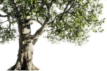 Fototapeta premium white background, summer, nature, old, big tree on a white background