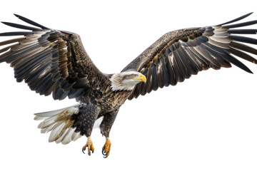 Obraz premium North American bald eagle in mid-air to hunt