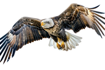 Obraz premium North American bald eagle in mid-air to hunt