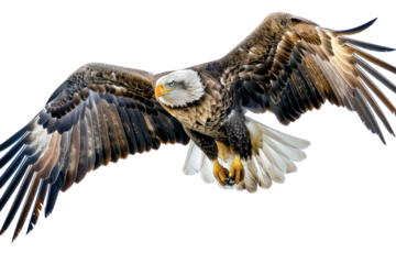 North American bald eagle in mid-air to hunt