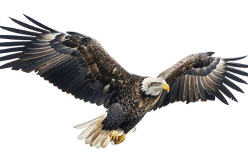 Obraz premium North American bald eagle in mid-air to hunt