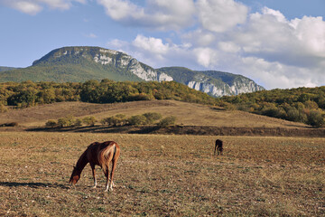 Scenic Mountain Backdrop Two Horses Grazing in Serene Open Field with Majestic Views and Natural...