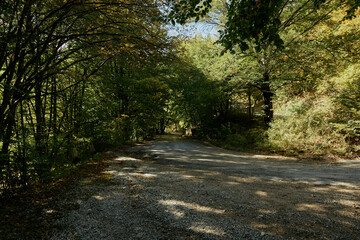 Tranquil dirt road through serene forest on a sunny day creating peaceful travel atmosphere
