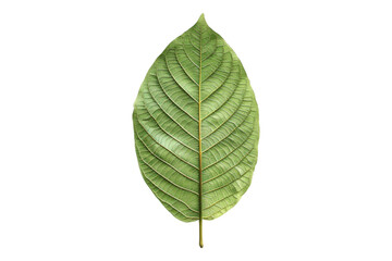 Kratom leaves isolated on white background