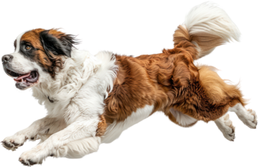 A Saint Bernard dog's athletic leap ,Generatie Ai