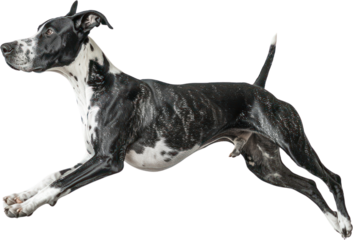 Vivid portrayal of a Great Dane leap, generative Ai