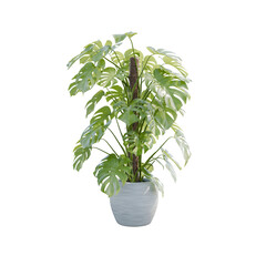 Plants in 3d rendering. Beautiful plant in 3d rendering isolated
