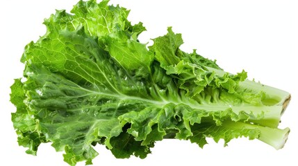 Obraz premium Mature green salad leaf of the lettuce plant