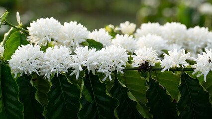 White Coffee flowers blooming on the coffee plant. close-up view.
