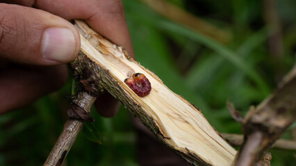 coffee stem borer. Diseases and pests affecting coffee plants.