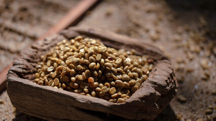 Close-up of brown coffee beans soaked in water for cultivation.