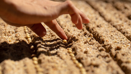 Farmer's hand planting seeds in soil, Hand growing seeds of coffee on sowing soil at garden metaphor gardening, agriculture concept.