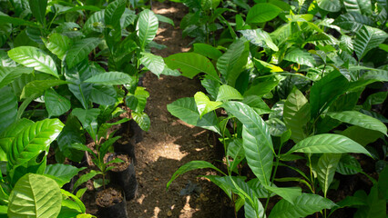 Bright green garden of coffee leaves and coffee trees with sunlight in the coffee garden.