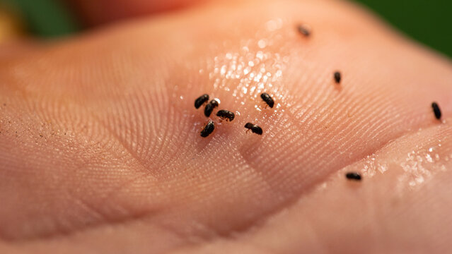 black twig borer, black coffee borer, black coffee twig borer, and tea stem borer
