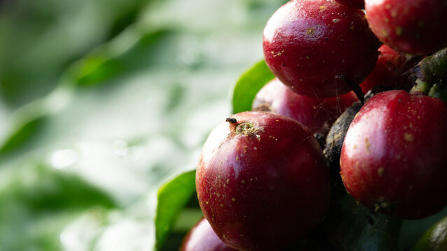 Red coffee beans that are pierced with black twig borer, black coffee borer, black coffee twig borer, and tea stem borer
